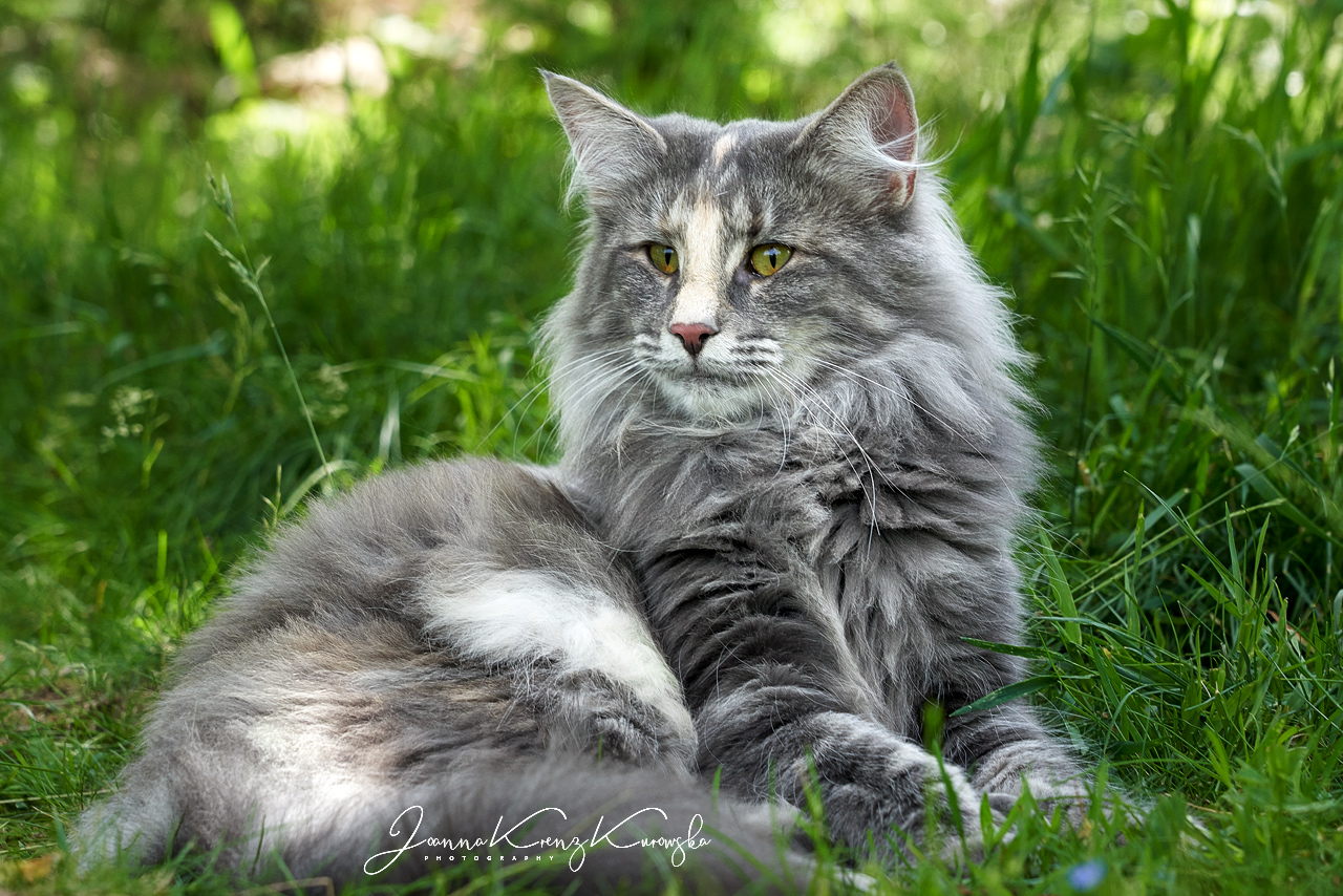 ♂ CH D* MUFFIN'S AVENTIA Norwegian Forest Cats Cattery