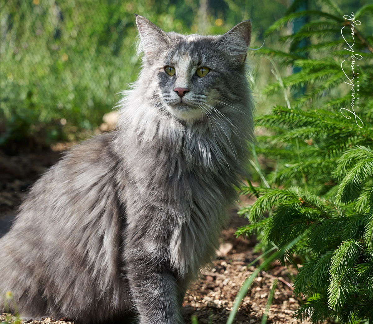 ♂ CH D* MUFFIN'S AVENTIA Norwegian Forest Cats Cattery