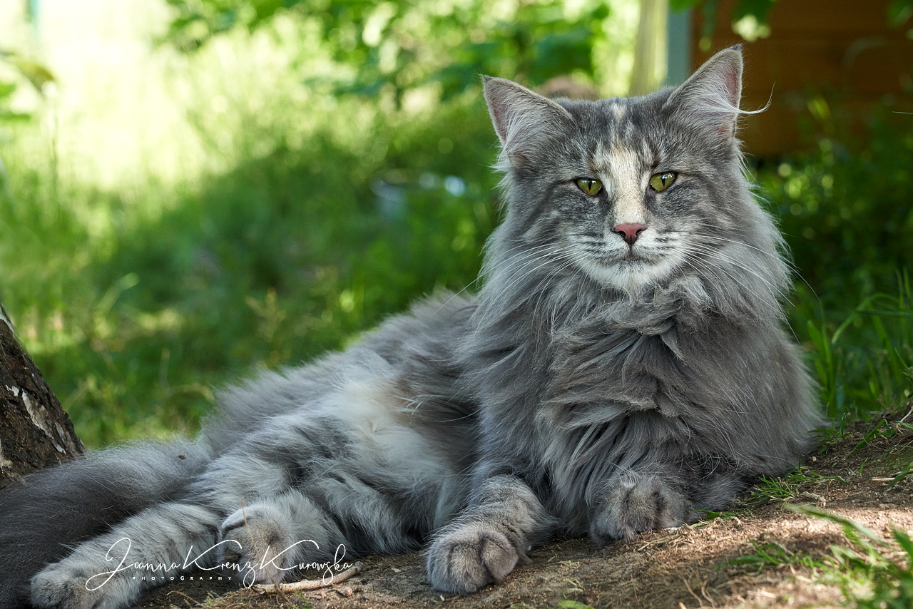 ♂ CH D* MUFFIN'S AVENTIA Norwegian Forest Cats Cattery