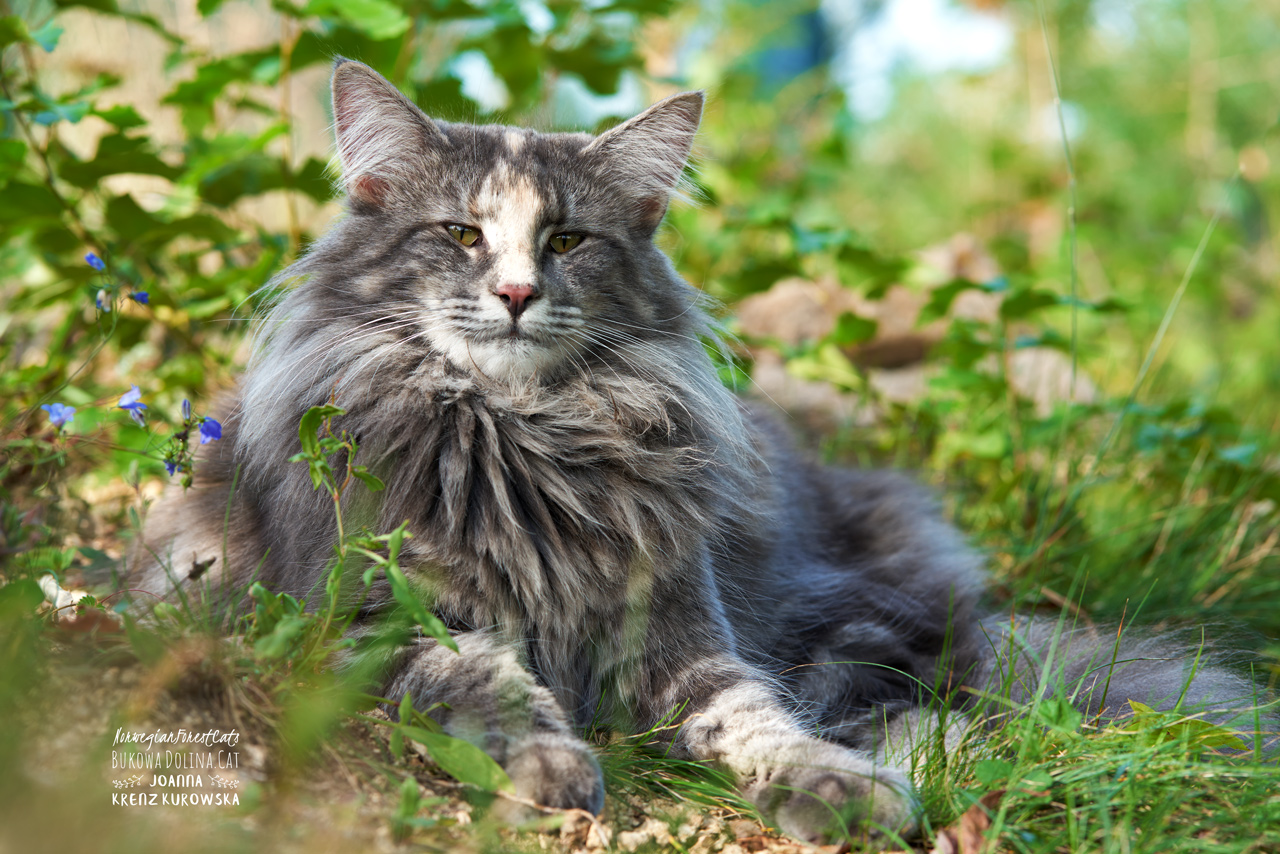 ♂ CH D* MUFFIN'S AVENTIA Norwegian Forest Cats Cattery