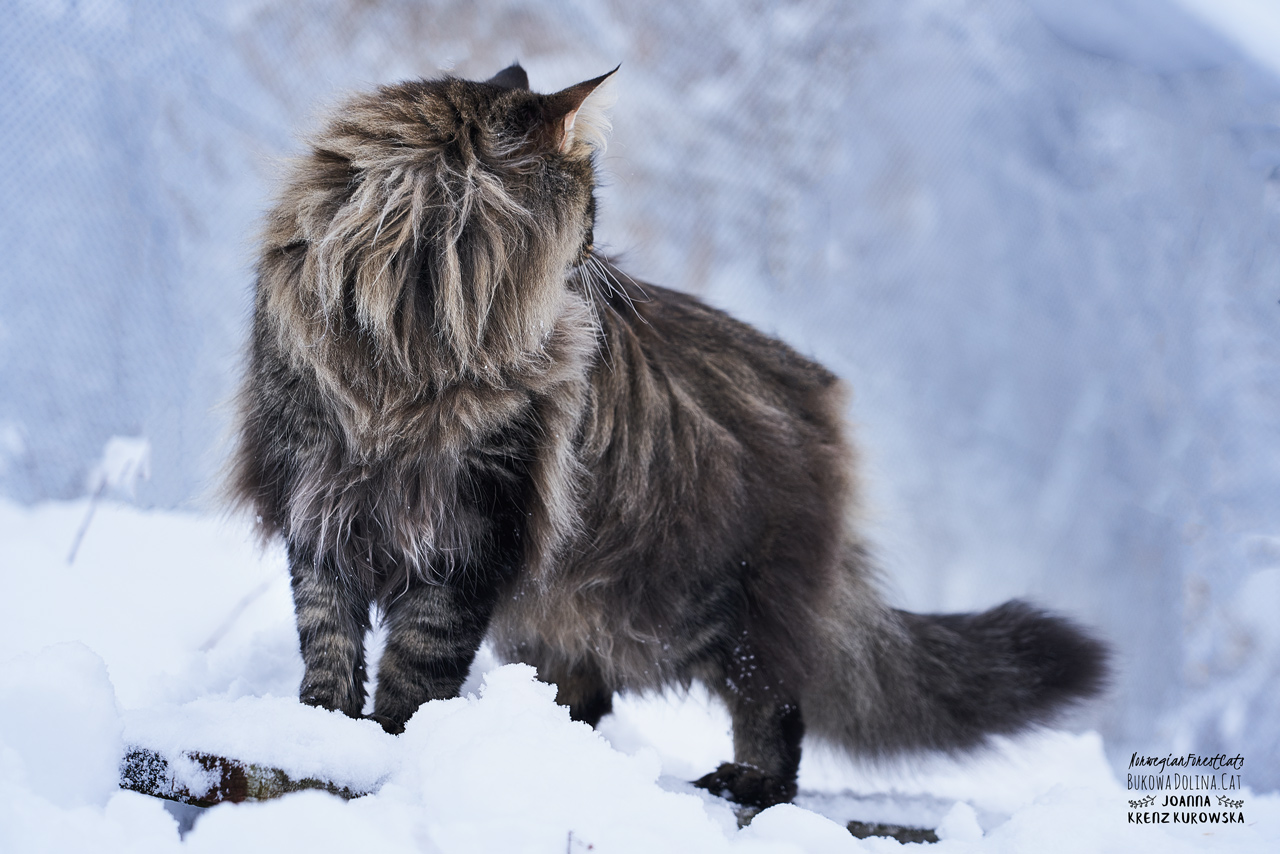 CASPIAN BUKOWA DOLINA*PL Norwegian Forest Cats Cattery